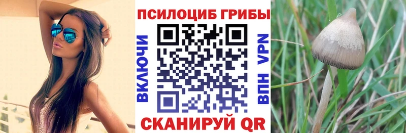 закладки  Вяземский  Галлюциногенные грибы Magic Shrooms 